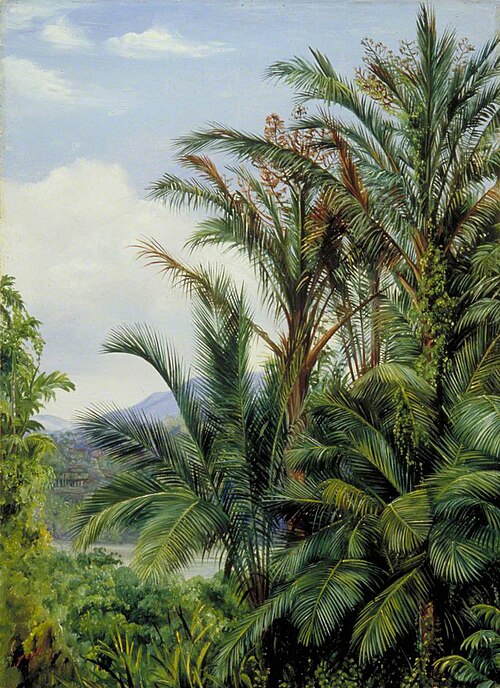 Sago Palms in Flower with a Glimpse of the River at Sarawak, Borneo, 1876, Marianne North