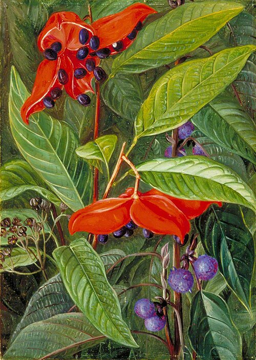 Open Seed-Vessels of a Species of Sterculia and a Nettle in Flower, Sarawak, Borneo, 1876, Marianne North