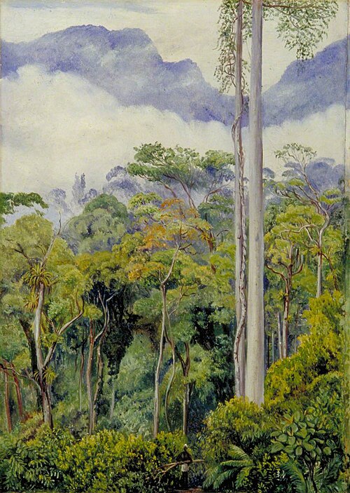 Road Making in the Tegora Forest, Sarawak, Borneo, 1876, Marianne North