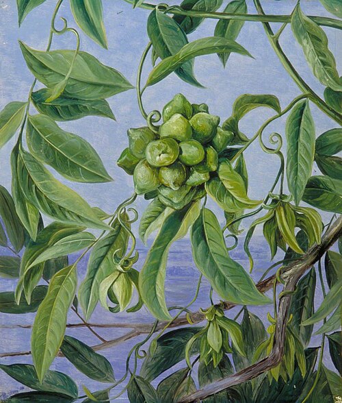 A Climber in Flower and Fruit, Sarawak, Borneo, 1876, Marianne North