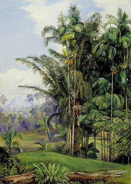Group of Wild Palms, Sarawak, Borneo, 1876, Marianne North