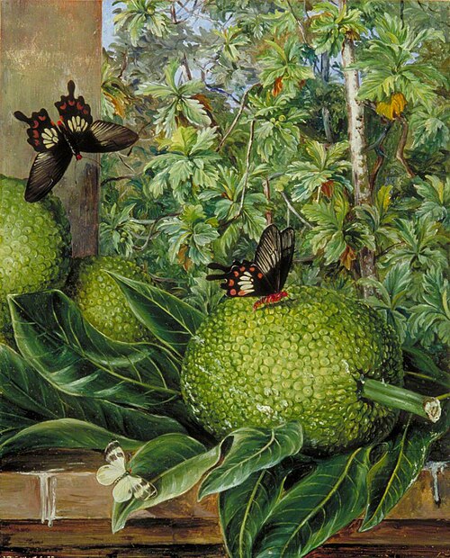 The Breadfruit, Painted at Singapore, 1876, Marianne North