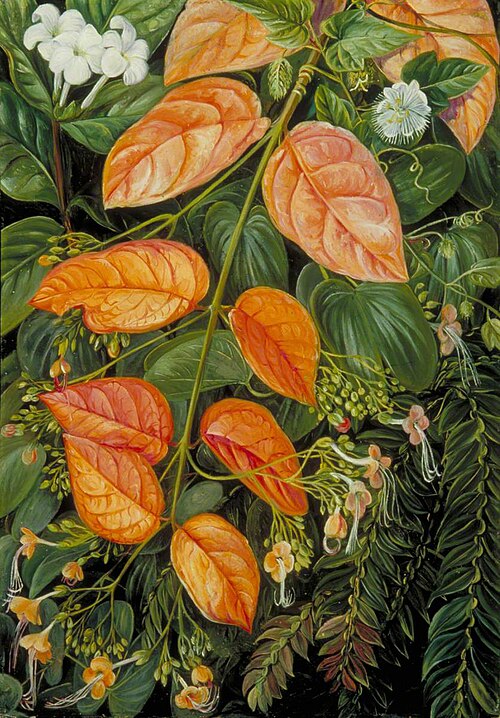 Flowers of Sarawak, Borneo, 1876, Marianne North