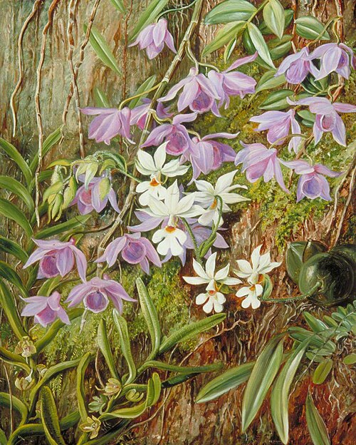 Orchids of Sarawak, Borneo, 1876, Marianne North