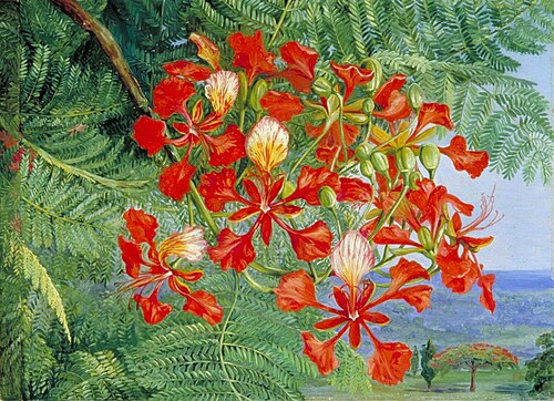 Foliage and Flowers of a Madagascar Tree at Singapore, 1876, Marianne North