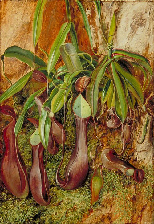 A Bornean Pitcher Plant, Sarawak, Borneo, 1876, Marianne North