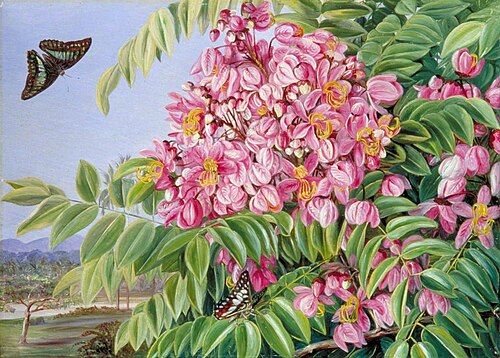 Flowers of a Cassia with a Tree of the Same in the Distance, and Bornean Butterflies, 1876, Marianne North