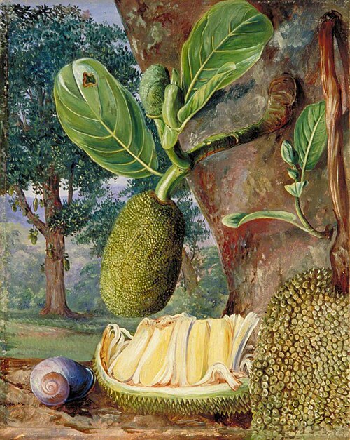 Jak Fruit, Singapore, 1876, Marianne North