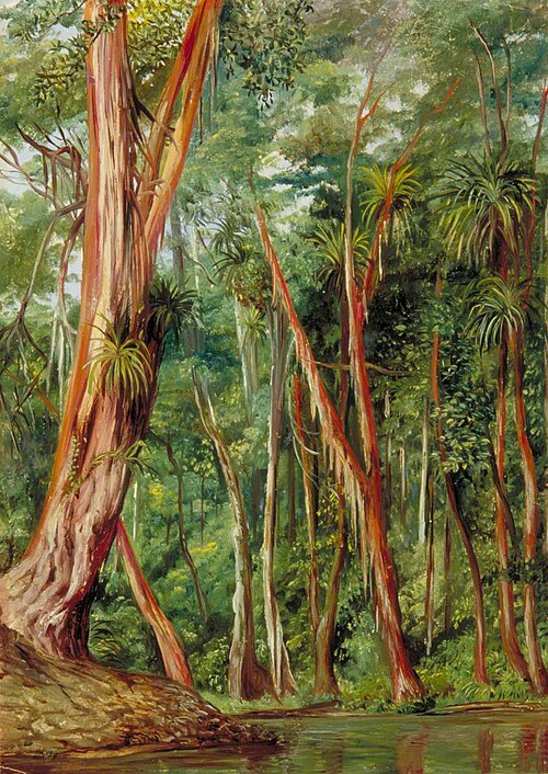 Palawan Trees, Sarawak, Borneo, 1876, Marianne North