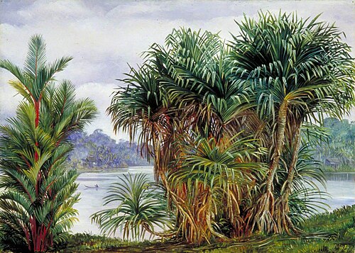 A Clump of Screw Pine and Palm with a Glimpse of the River, Sarawak, Borneo, 1876, Marianne North