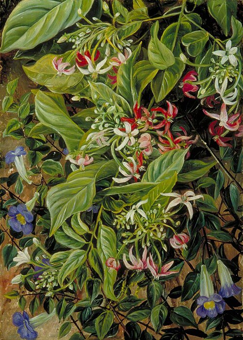 Two Climbing Shrubs, Painted at Singapore, 1876, Marianne North