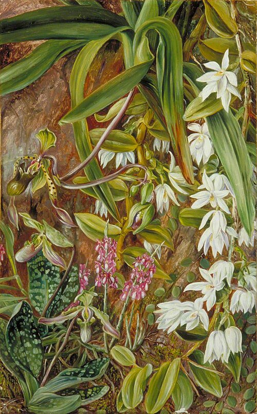 Bornean Orchids, 1876, Marianne North
