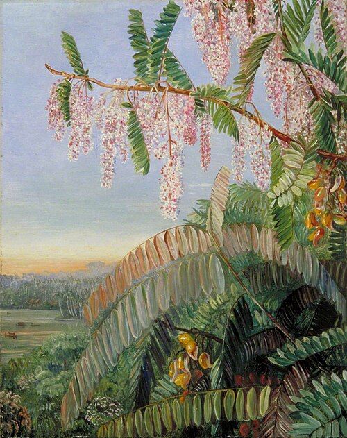 Flowers and Fruit of the Doctor's Tree, Sarawak, Borneo, 1876, Marianne North