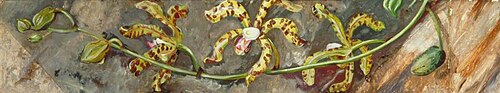 Scorpion Orchid, Cultivated at Singapore, 1876, Marianne North