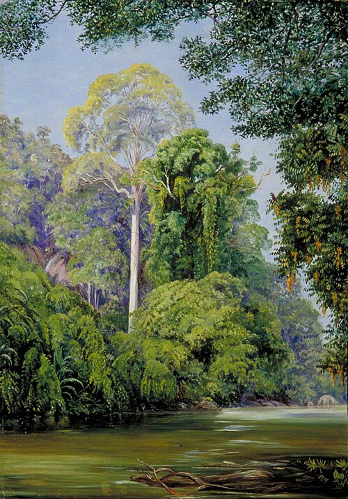 The Tapang-Tree, Sarawak, Borneo, 1876, Marianne North