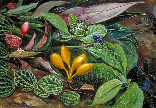 Curious Plants from the Forest of Matang, Sarawak, Borneo, 1876, Marianne North