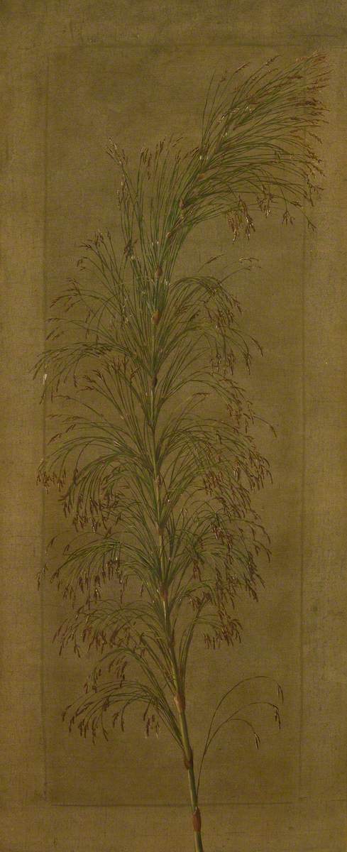 A South African Sedge, 1880, Marianne North