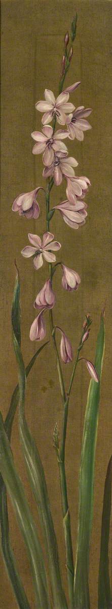A Species of Watsonia, 1880, Marianne North
