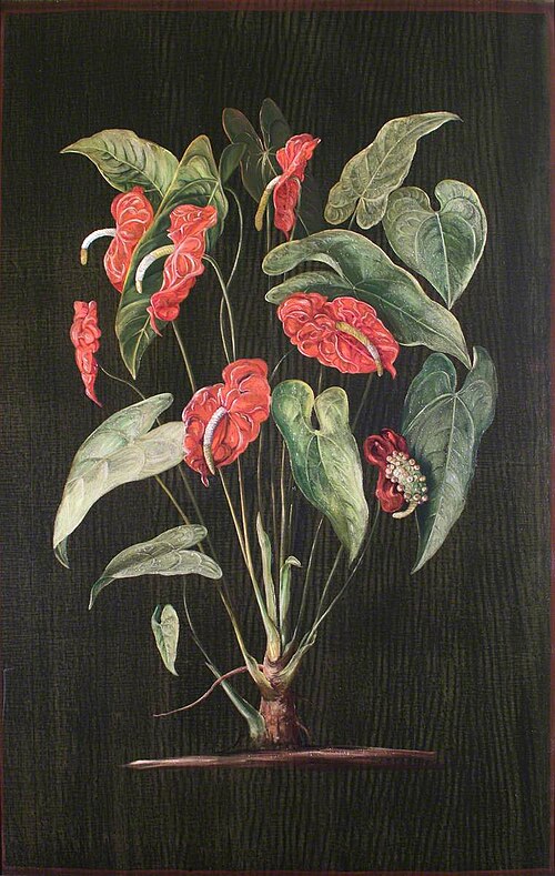 A Colombian Aroid, 1880, Marianne North