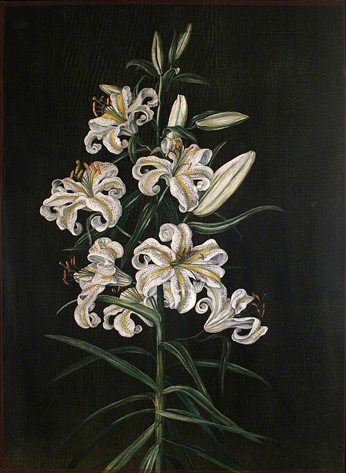 A Japanese Lily, 1880, Marianne North