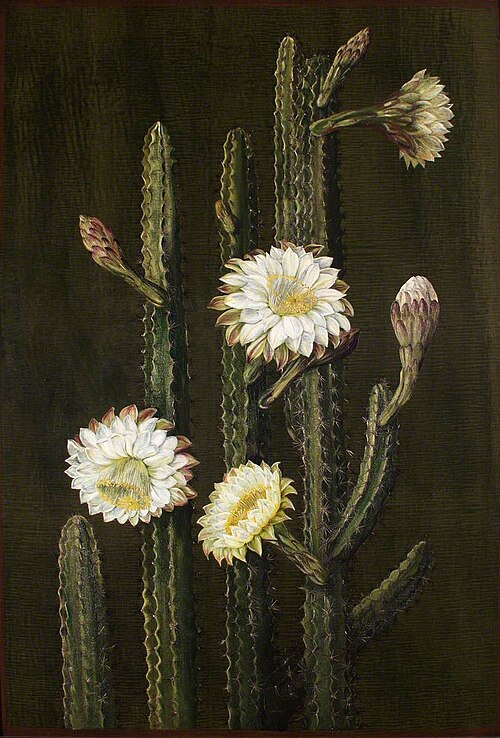 A Brazilian Columnar Cactus, 1880, Marianne North