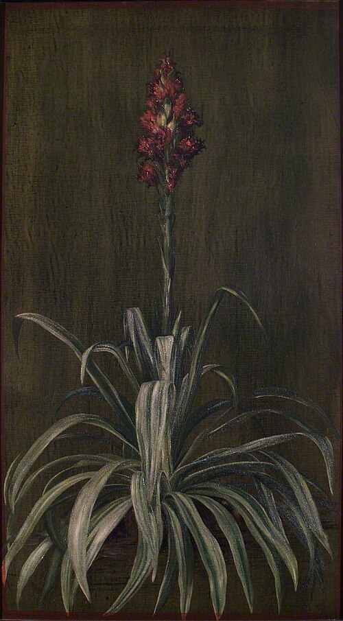 Australian Spear Lily, 1880, Marianne North