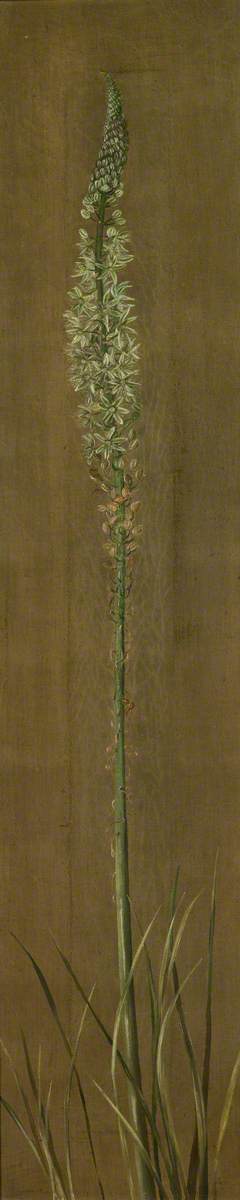 A Species of Ornithogalum, 1880, Marianne North