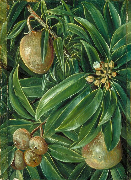 Foliage, Flowers and Fruit of the Sapodilla Plum, 1880, Marianne North