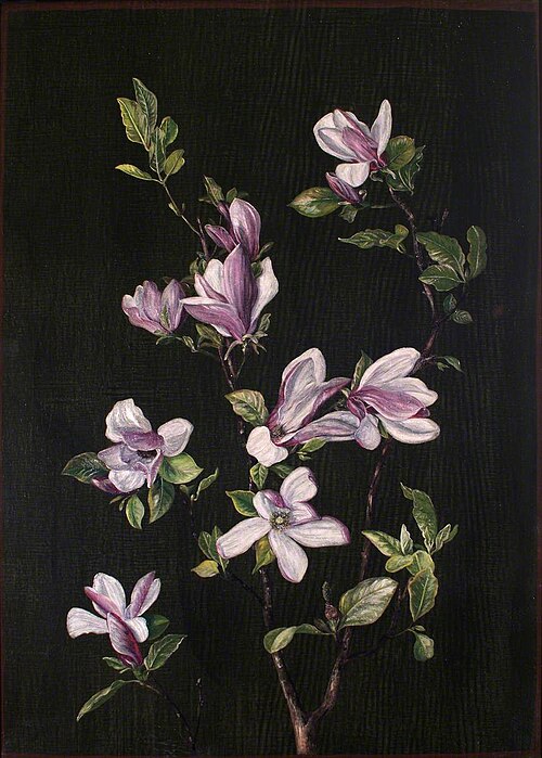 A Japanese Magnolia, 1880, Marianne North