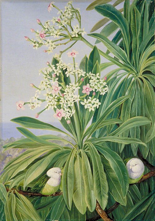 Ordeal Plant or Tanghin and Parokeets of Madagascar, 1880, Marianne North