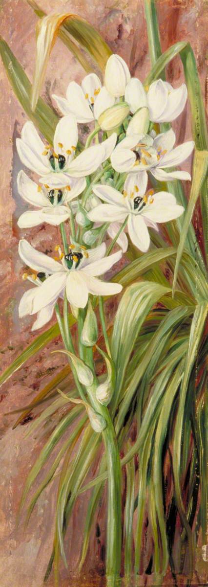 Star of Bethlehem from Algiers, 1880, Marianne North