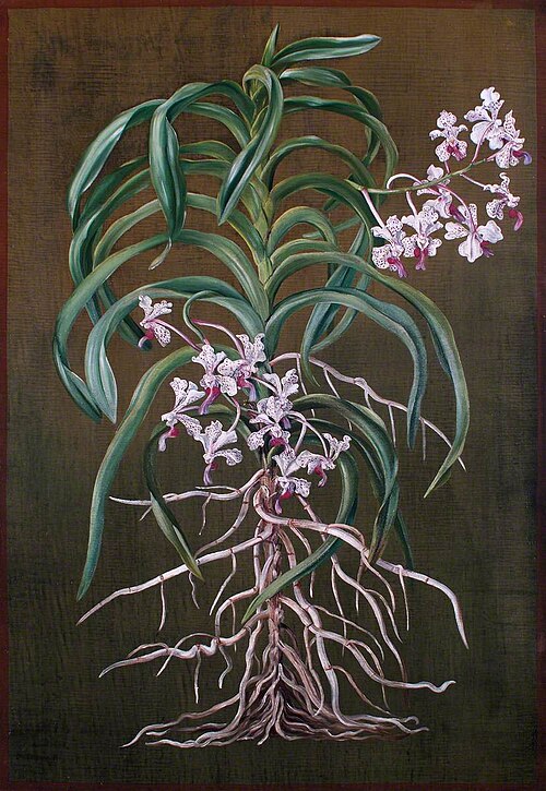 An Orchid of Tropical Asia, 1880, Marianne North