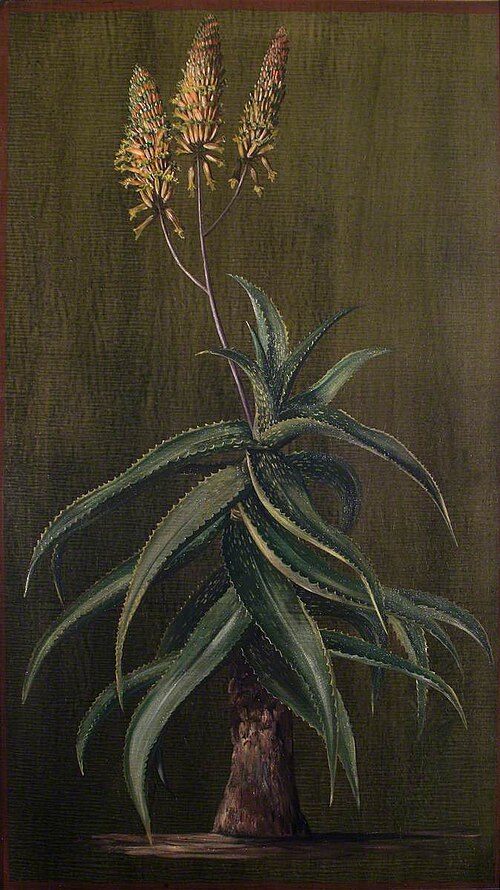Abyssinian Aloe, 1880, Marianne North