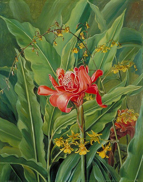 Foliage and Flowers of a Madagascar Plant, 1880, Marianne North