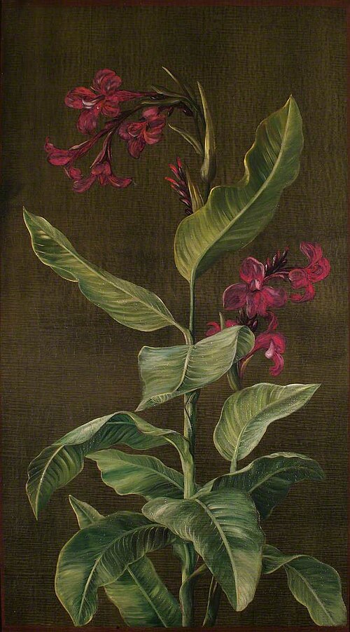 A Garden Variety of Indian Shot, 1880, Marianne North