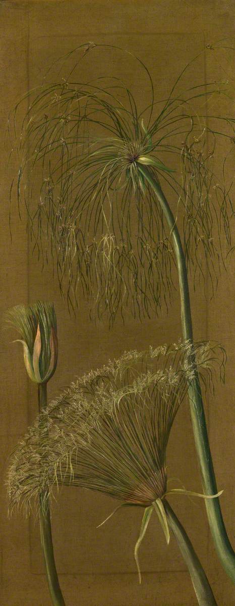 The Papyrus, 1880, Marianne North