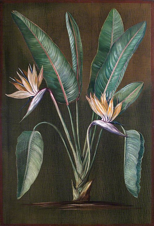 Strelitzia, a South African Plant, 1880, Marianne North