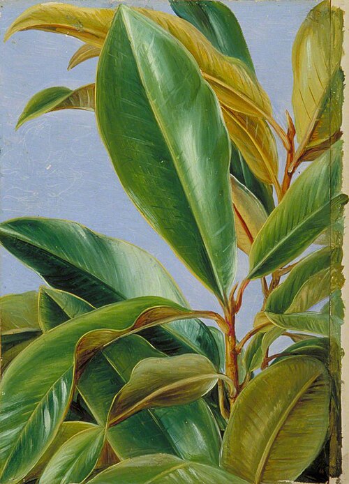 Foliage of the Gutta Percha, 1880, Marianne North