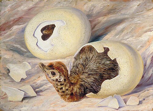 'Coming Out' of a Cape Beauty, 1882, Marianne North