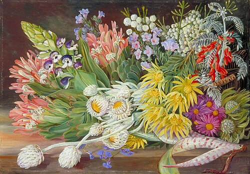 A Medley of Flowers from Table Mountain, Cape of Good Hope, 1882, Marianne North
