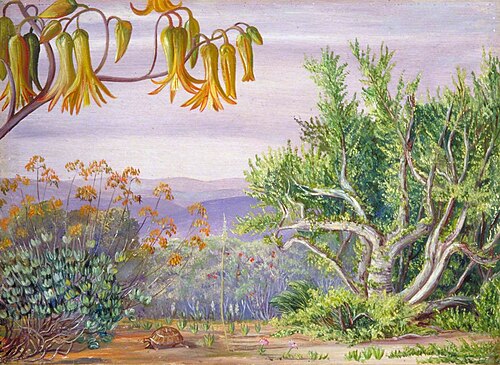 Fat Plants of the Addo Bush, South Africa, 1882, Marianne North