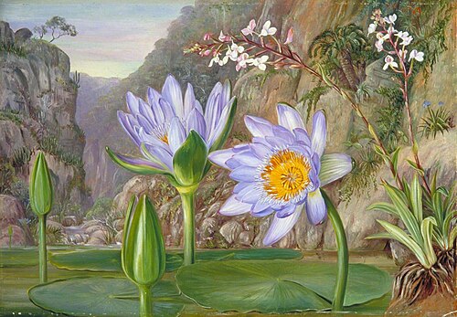 Water-Lily and Surrounding Vegetation in Van Staaden's Kloof, 1882, Marianne North