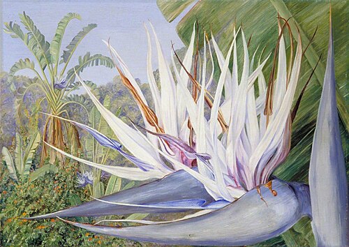 Strelitzia augusta at St John's, Kaffraria, 1882, Marianne North