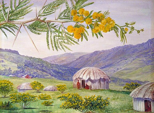 The South African Doornboom and Fingo Huts, 1882, Marianne North
