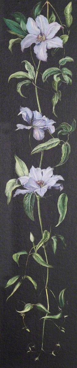 Plant with Pale Purple Flowers on a Black Background*, 1882, Marianne North