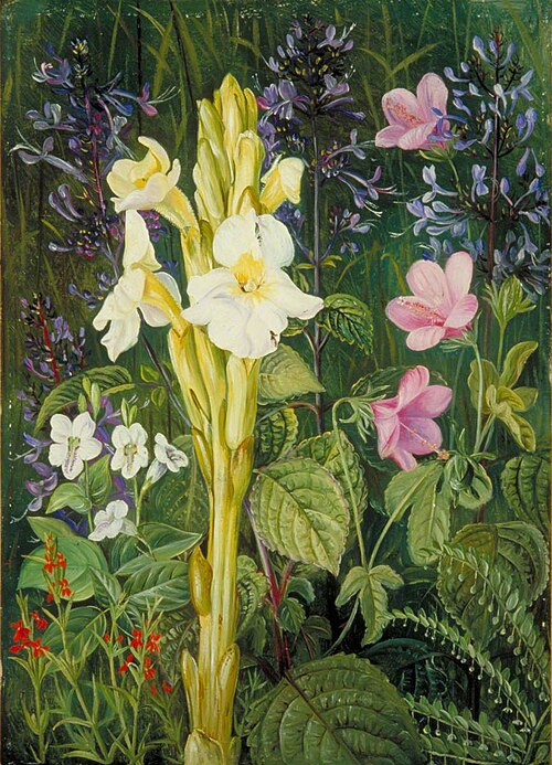 Cape Colours, 1882, Marianne North