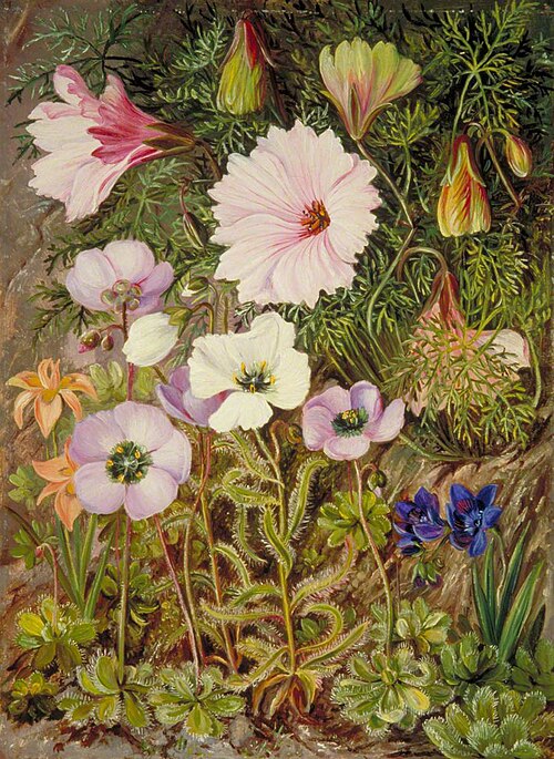 South African Sundews and Other Flowers, 1882, Marianne North