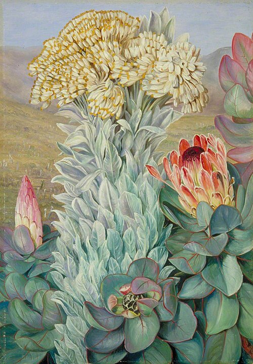 Giant Everlasting and Protea on the Hills near Port Elizabeth, 1882, Marianne North