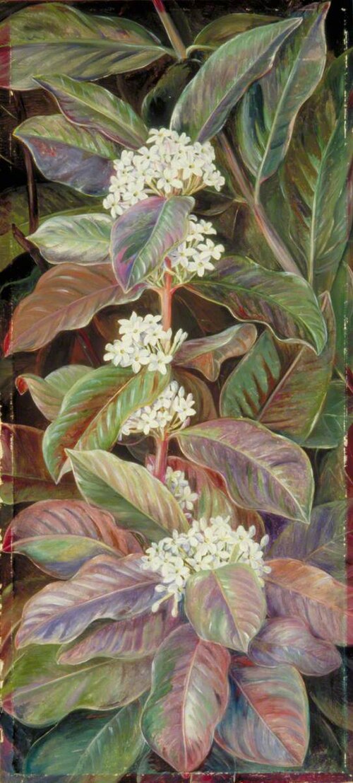 Foliage and Flowers of a South African Tree, Beautiful but Poisonous, 1882, Marianne North