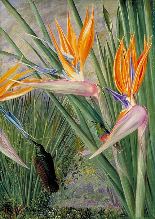 Strelitzia and Sugar Birds, South Africa, 1882, Marianne North